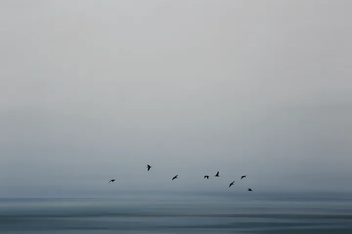 Misty Horizon Bird Flight. A small flock of dark birds flies above a calm, misty blue-grey sea and distant horizon.
