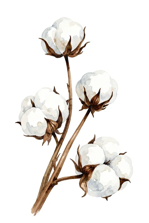 Delicate Cotton Branches. Watercolor cotton bolls on branching brown stems are painted against a clean white background.