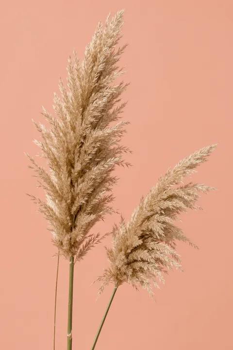 Grass 22. Two tall, feathery beige pampas stems stand against a soft coral background.