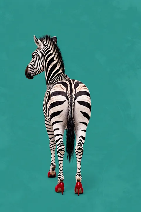 Fashionable Zebra Heels. A zebra seen from behind wears glossy red high heels against a solid teal background.