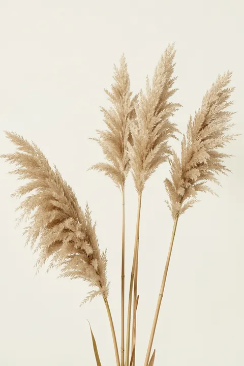 Grass 24X. Several tall, feathery beige grasses rise from the bottom of a pale cream field.