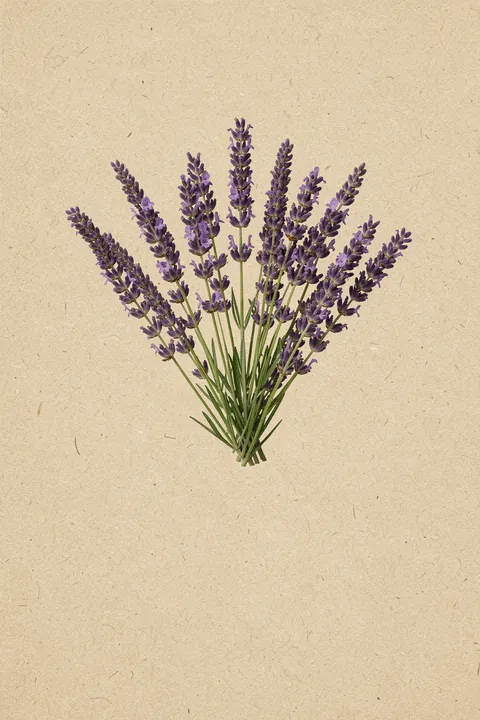 Purple Lavender Botanical. A loose bundle of purple lavender sprigs lies against warm, textured beige.
