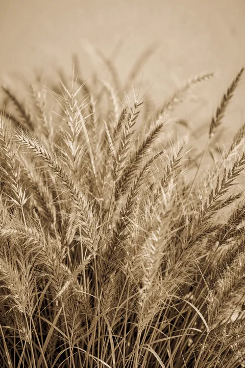 Grass 16. A sepia-toned close view of tall meadow grasses and seed heads fills the frame.