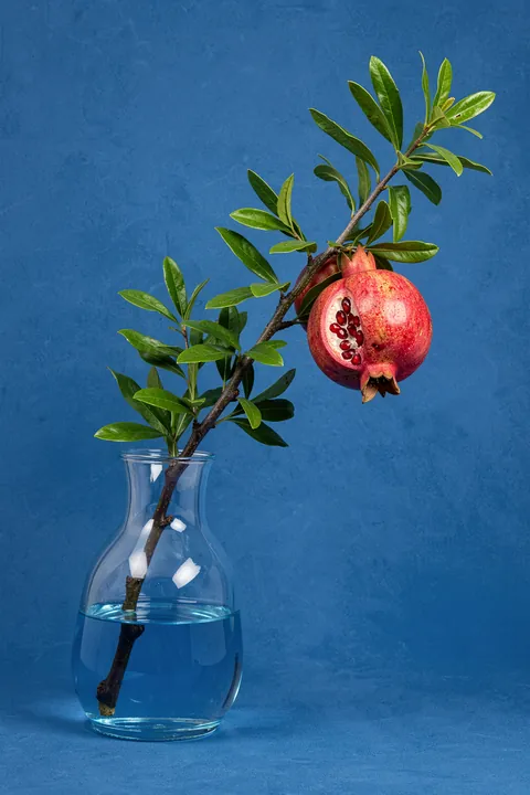 pomegranate in Vase. A leafy pomegranate branch with one split fruit stands in a clear glass vase against deep blue.