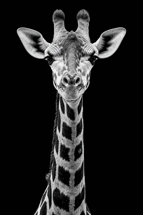 Elegant Giraffe Portrait. A black-and-white close-up portrait shows a giraffe facing forward against a solid black background.