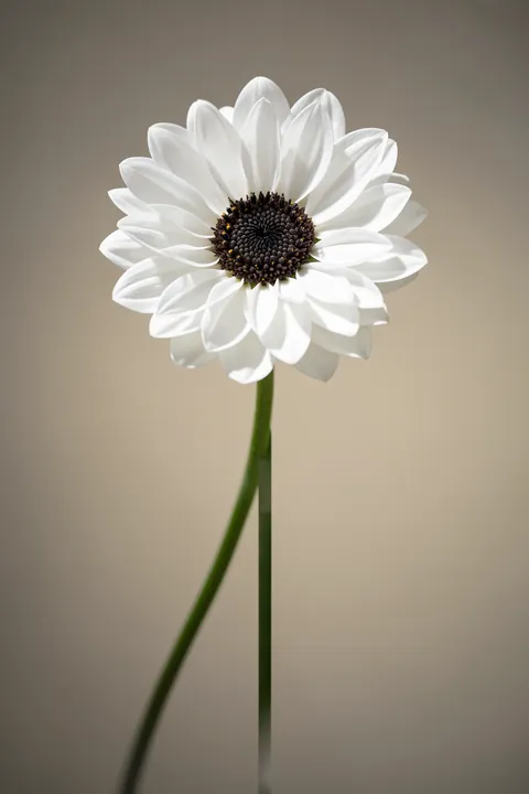 Ethereal White Anemone. A large white anemone with a dark centre and curved green stem stands against a warm grey-brown background.