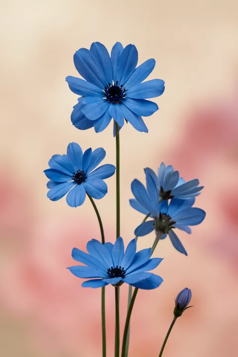 Cosmos blue. Blue cosmos flowers on slender stems rise against a softly blended pale peach and blush-pink background.