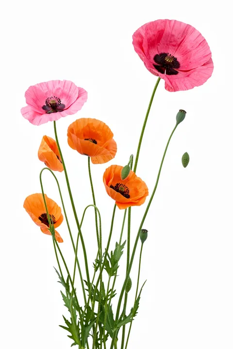 Poppies. Pink and orange poppies on slender green stems rise against a bright white background.