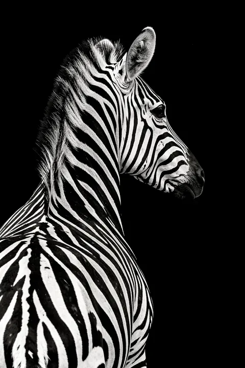 Elegant Zebra Stripes. A close side profile of a zebra, rendered in black and white, emerges against a solid black background.