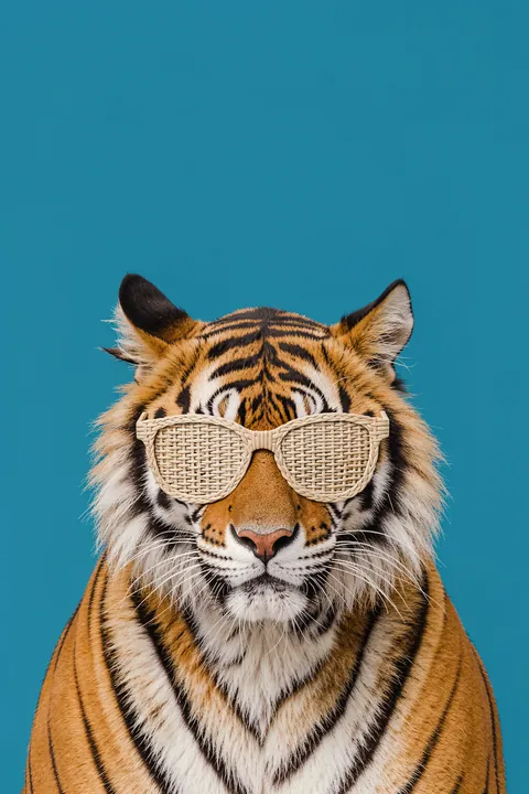 Cool Tiger Sunglasses. A tiger wearing pale woven sunglasses faces forward against a solid teal background.