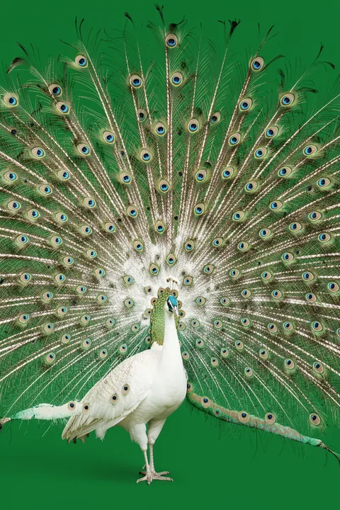 Peacock - Cropped. A white peacock stands before a wide fan of eye-spotted feathers against a deep green background.
