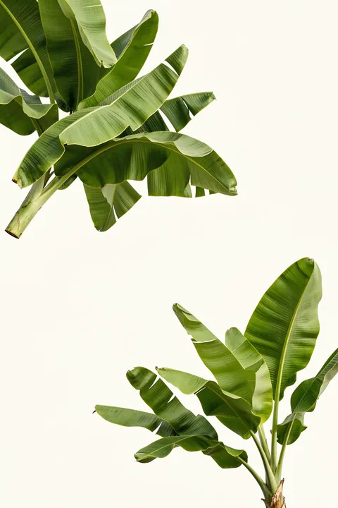 Green Leaves. Large green tropical leaves enter from the upper left and lower right across a white background.