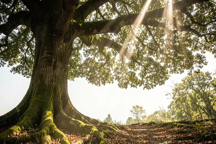 Sunlit Ancient Tree. Sunlight filters through the broad canopy of a large tree onto a woodland path.