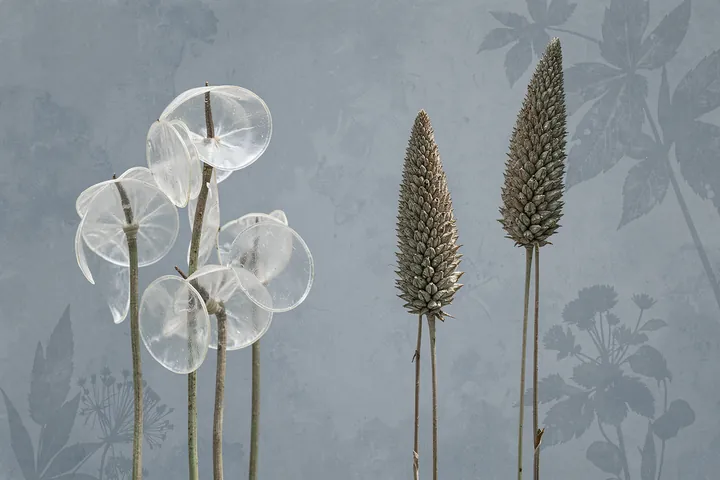 Lunaria. Translucent round lunaria seed pods and upright textured flower spikes stand against a grey-blue background with faint botanical silhouettes.
