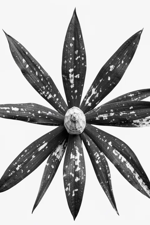 Midnight Blossom. A close-up monochrome rosette of long dark leaves with pale speckles radiates around a pale central bud.