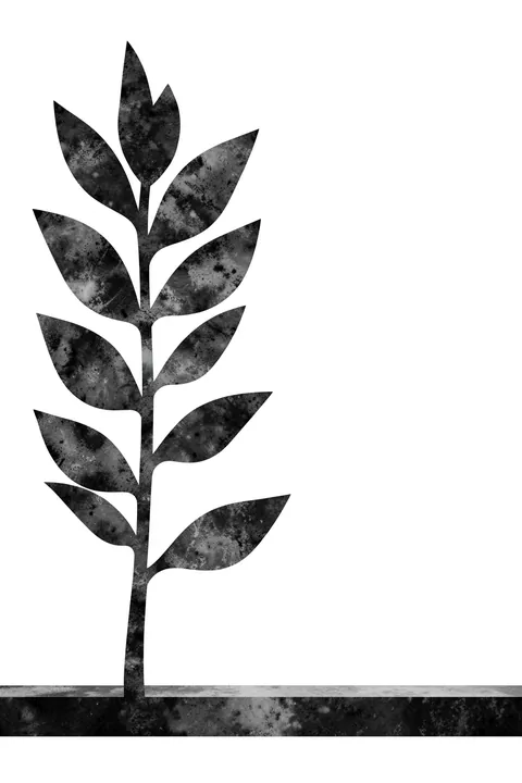 Organic Plant Study. A single upright leafy stem with mottled charcoal-gray leaves grows from a dark horizontal ground on white.