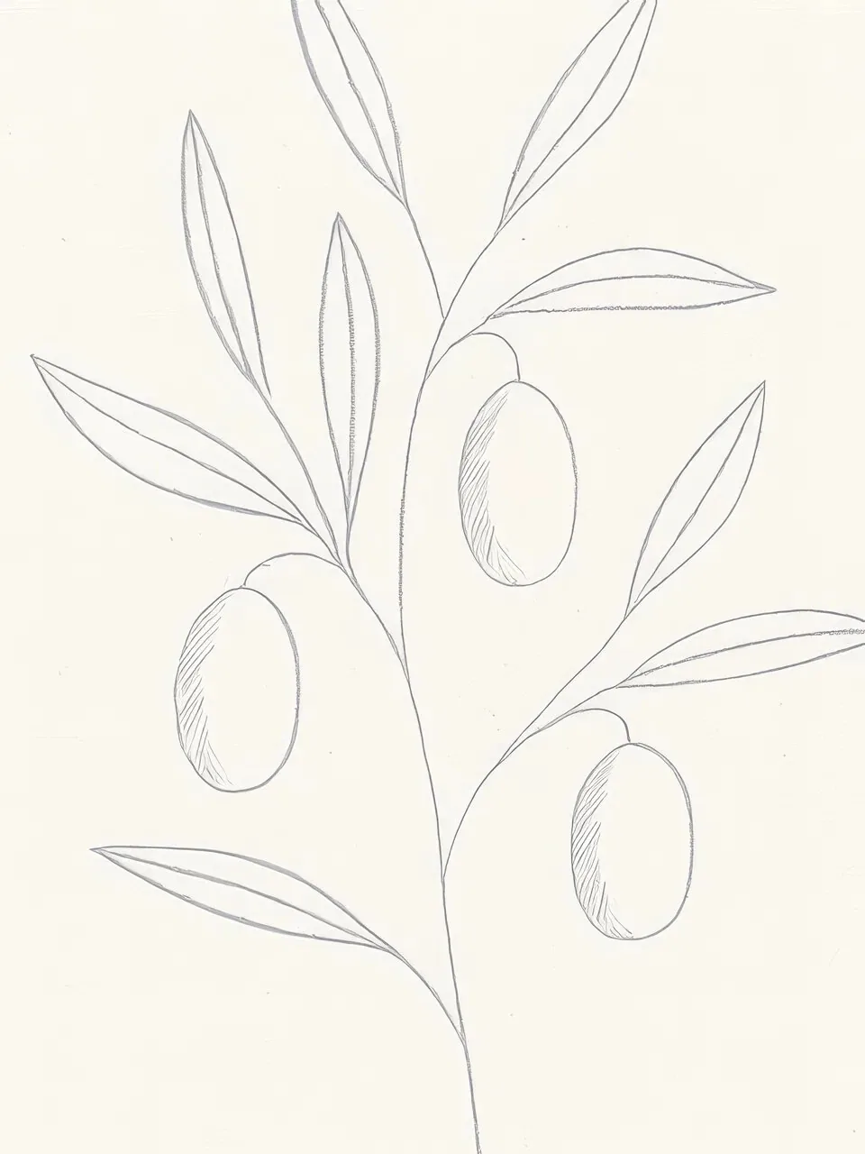Onlly poster, Olive Branch Line Drawing: Fine pale outlines describe a branch with long leaves and several olives.