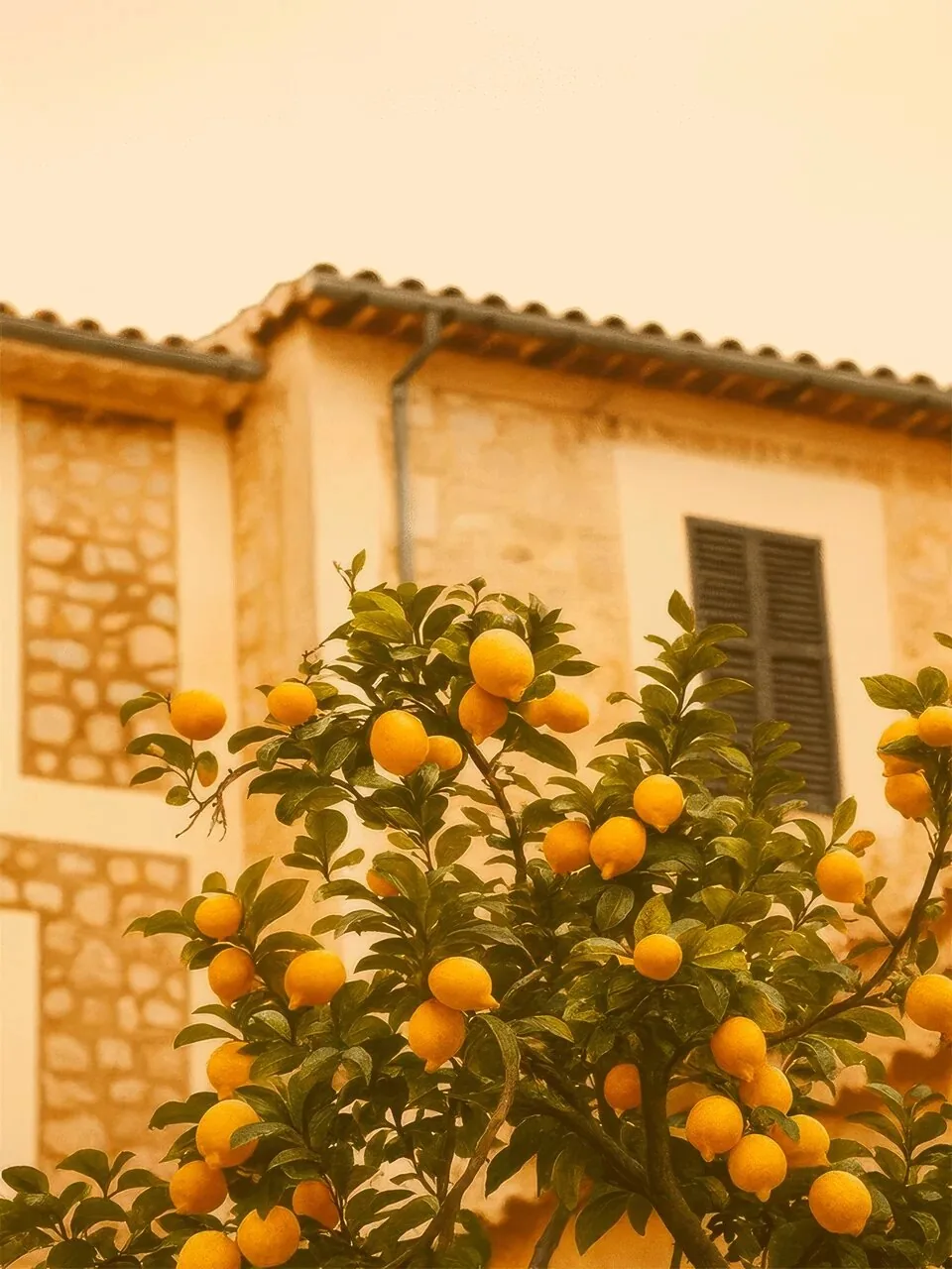 Onlly poster, Lemon Tree beside a Stone House: A sunlit stone house stands behind a leafy lemon tree.