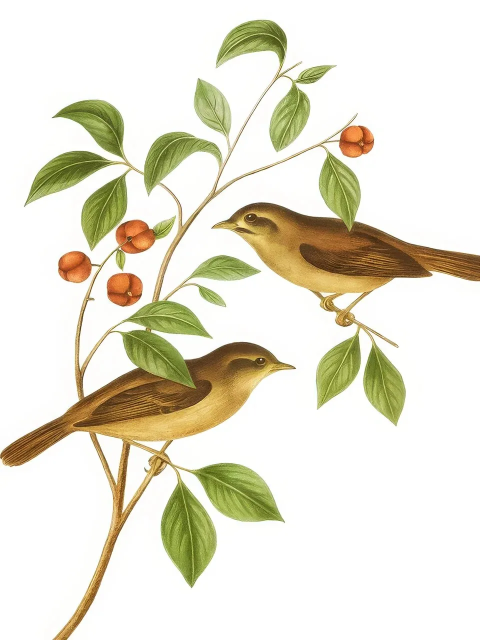 Onlly poster, Birds among Orange Blossoms: Small birds perch on leafy branches with bright orange fruit.