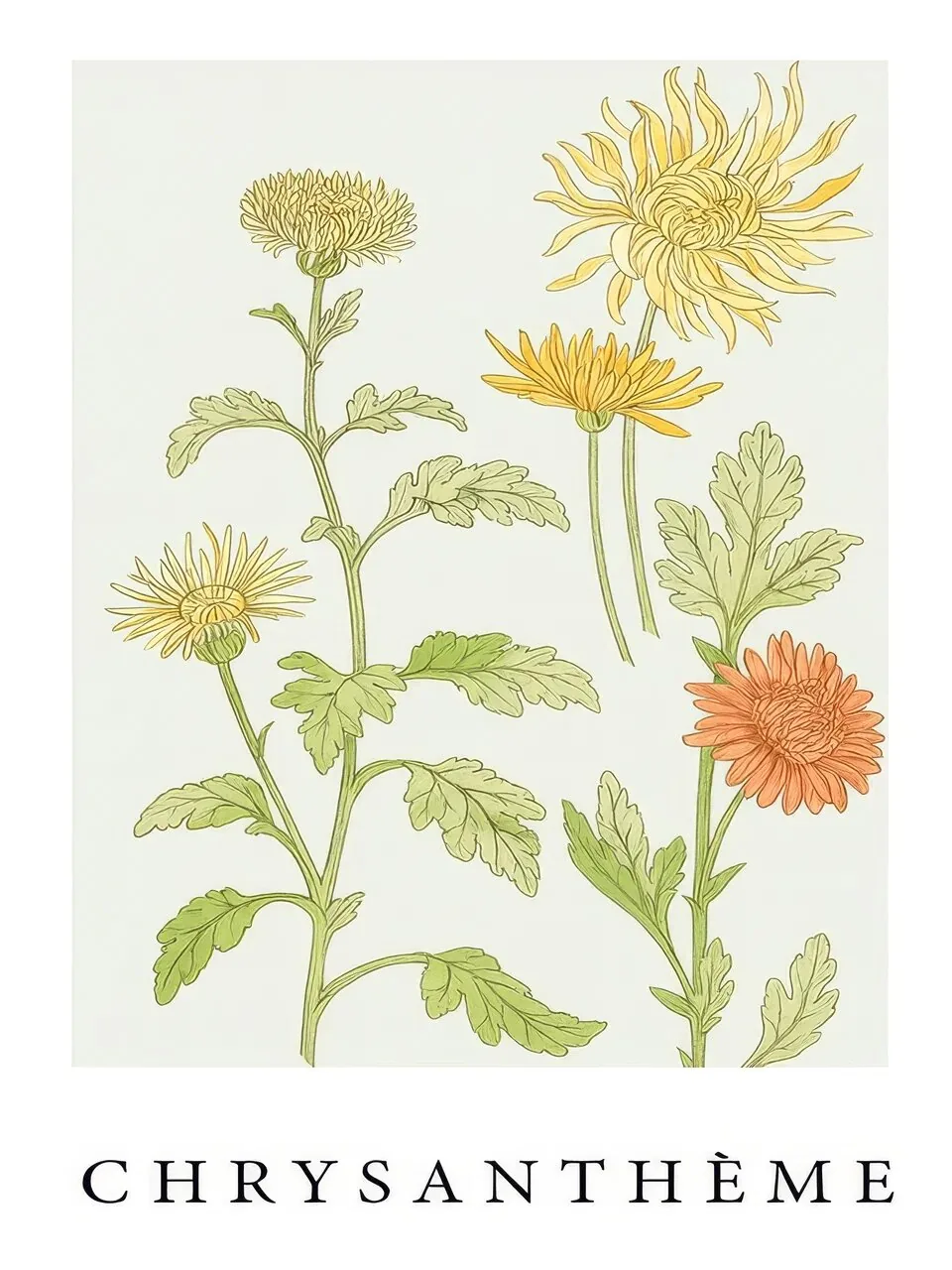 Onlly poster, Chrysanthemum Botanical Study: Several yellow chrysanthemum blooms and leaves are carefully arranged like a field study.