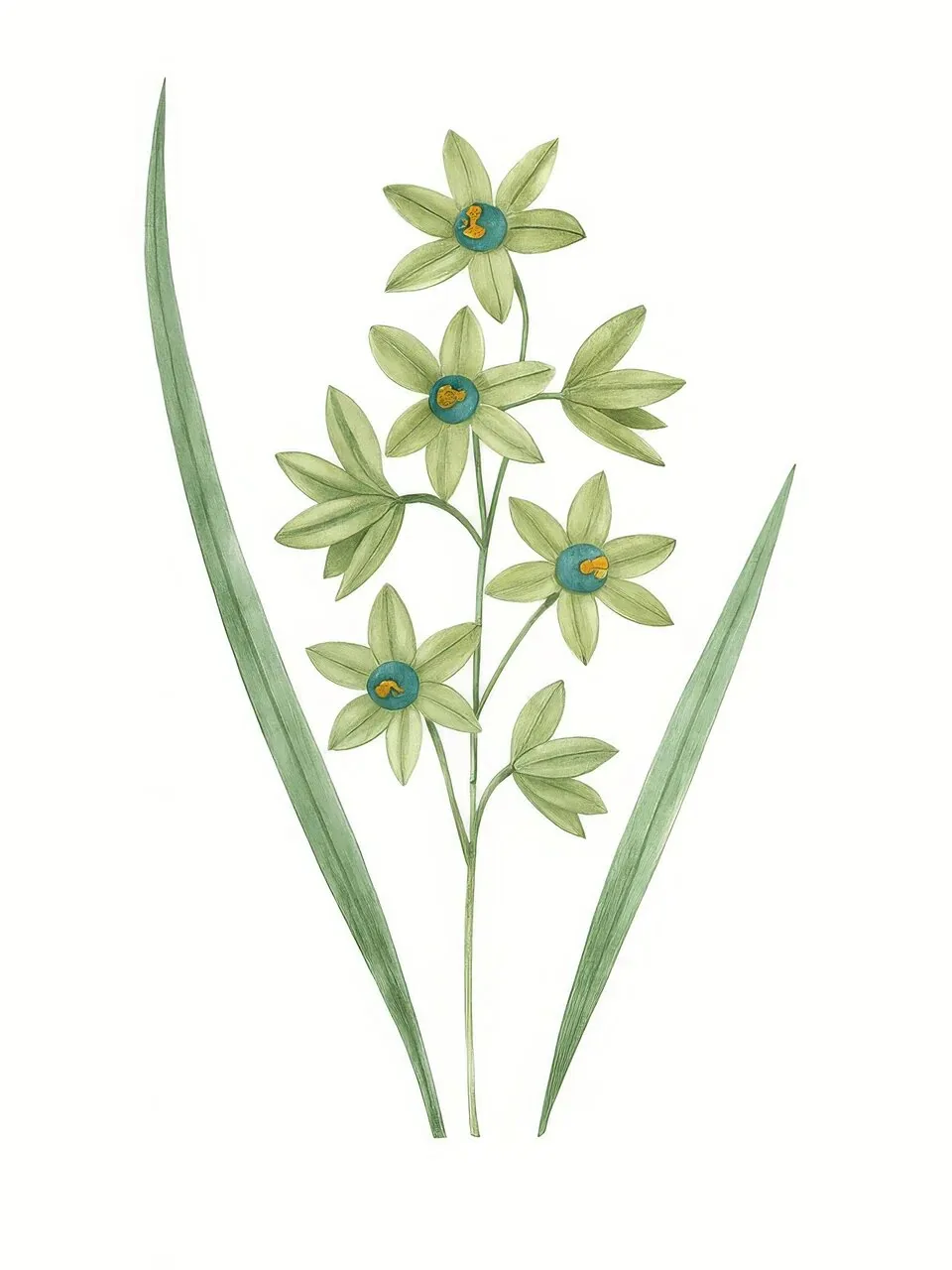 Onlly poster, Slender Green Flowering Stems: A few small green star-shaped flowers and narrow leaves rise on fine stems.