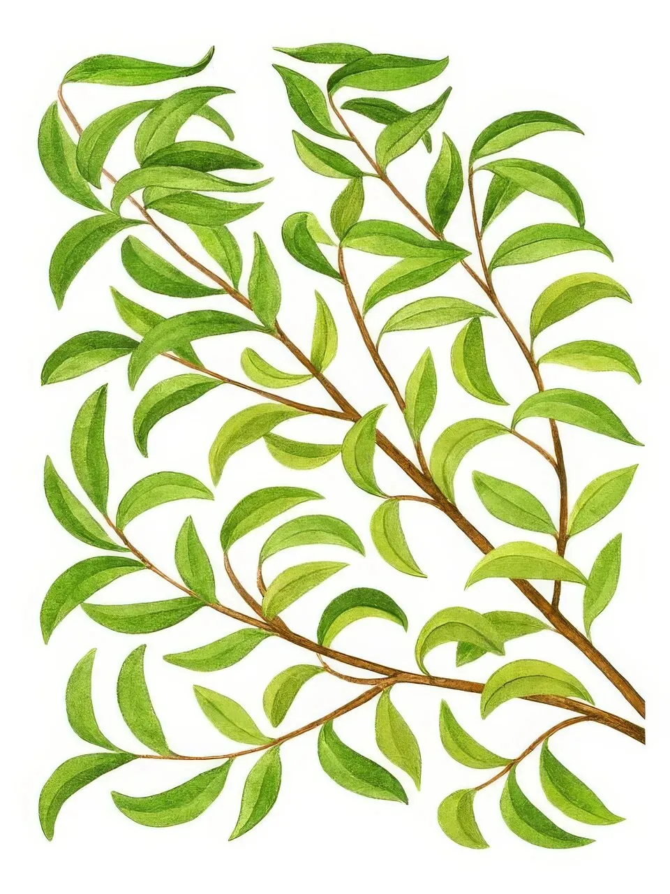 Onlly poster, Branch of Green Leaves: A fine leafy branch with many small oval leaves arcs across pale cream.