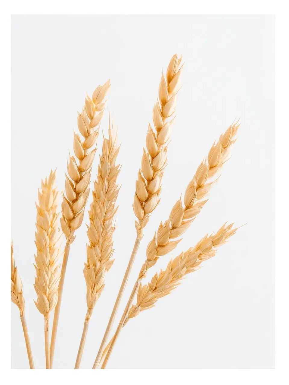 Onlly poster, Golden Wheat Stalks: A cluster of pale golden wheat ears rises against warm ivory.
