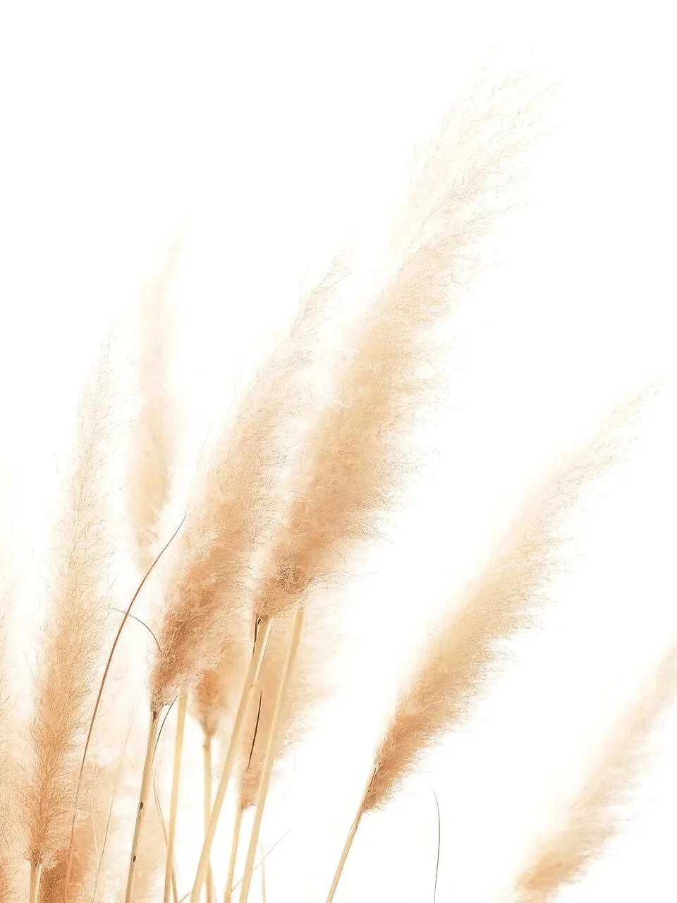 Onlly poster, Soft Pampas Plumes: Tall pale grasses with feathery plumes are rendered in a light neutral palette.