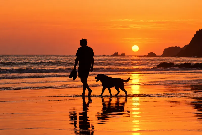 Silhouetted man and dog walking a glowing sunset shore, with reflections on the wet sand.